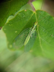 Chrysopa walkeri