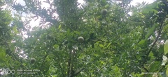 Aegle marmelos