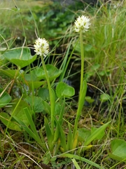 Triantha occidentalis