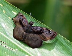 Zera hyacinthinus servius