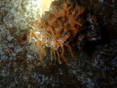 Halichondria bowerbanki