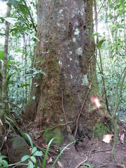 Didelotia gracillima