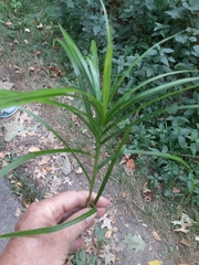 Carex muskingumensis
