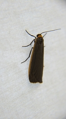 Manulea bicolor