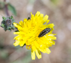 Acmaeodera retifera