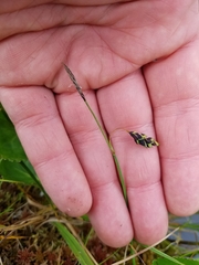 Carex pluriflora