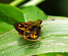 Vinius pulcherrimus