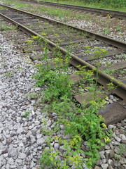 Pastinaca sativa sylvestris