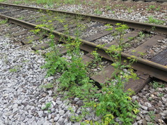 Pastinaca sativa sylvestris