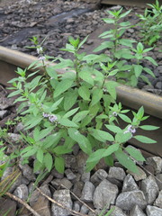 Mentha canadensis