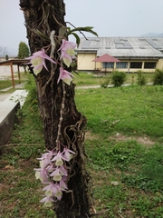 Dendrobium aphyllum