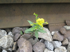 Solidago gigantea