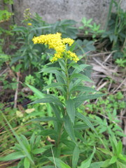 Solidago gigantea