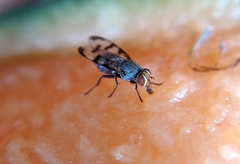 Herina tristis
