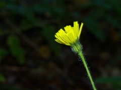 Hieracium laevigatum