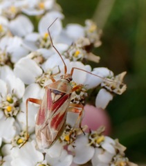 Calocoris roseomaculatus