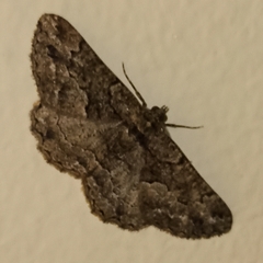 Peribatodes ilicaria