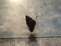 Potamopyrgus antipodarum