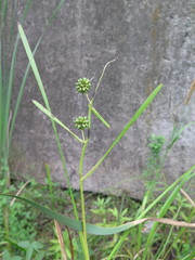 Sparganium eurycarpum coreanum