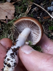 Cortinarius stillatitius