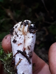 Cortinarius stillatitius