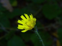 Hieracium laevigatum