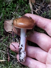 Cortinarius stillatitius