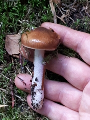 Cortinarius stillatitius