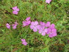Dianthus pratensis