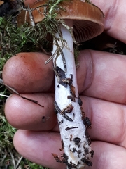 Cortinarius stillatitius