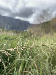 Echinochloa pyramidalis