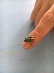 Palomena prasina