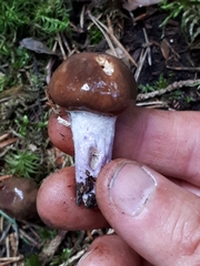Cortinarius stillatitius