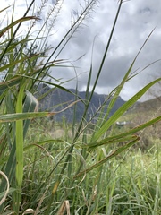 Echinochloa pyramidalis