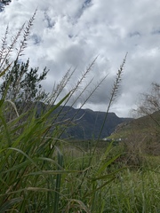 Echinochloa pyramidalis