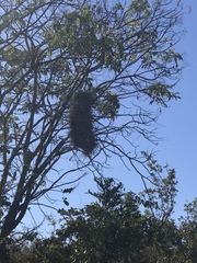 Phacellodomus rufifrons