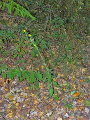 Hieracium laevigatum