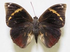 Opsiphanes tamarindi tamarindi