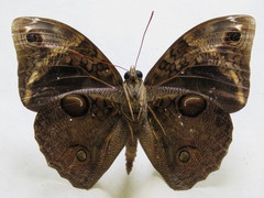 Opsiphanes tamarindi tamarindi