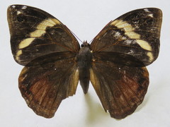 Opsiphanes tamarindi tamarindi