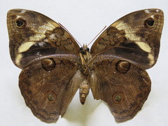 Opsiphanes tamarindi tamarindi