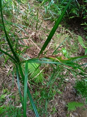 Scleria terrestris