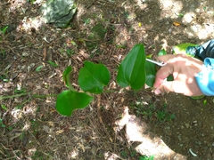 Smilax riparia