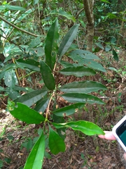 Osmanthus matsumuranus