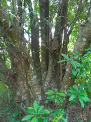 Castanopsis carlesii