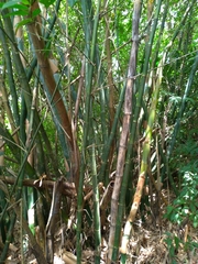 Bambusa dolichoclada