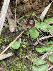Corybas diemenicus