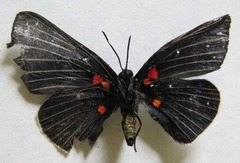 Melanis cephise