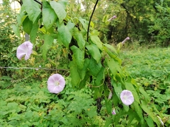 Calystegia sepium spectabilis