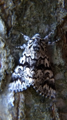 Panthea acronyctoides